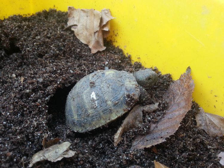 Schildkröte in Überwinterungsbox